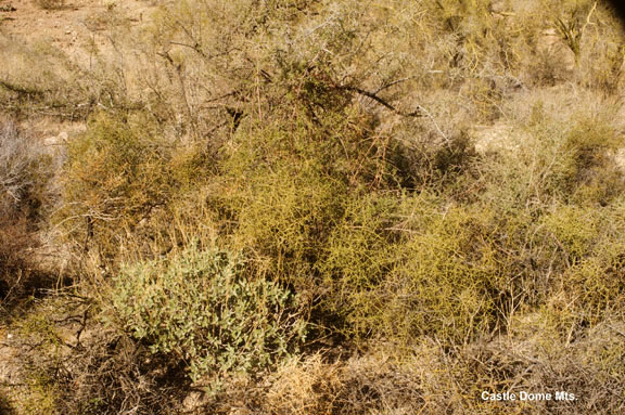 Koeberlinia spinosa var. tenuispina